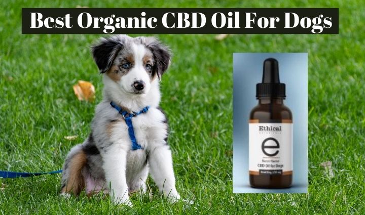 Where to Buy the Best Organic CBD Oil for Dogs?